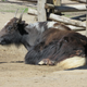 A napping yak. A nyap.